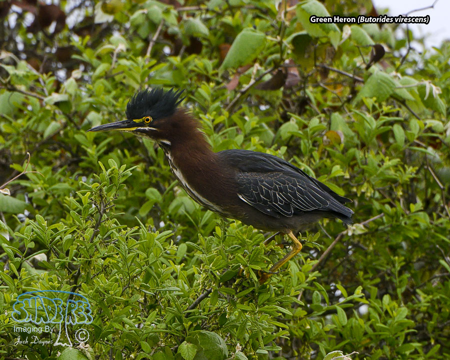 Green Heron - Butorides virescens