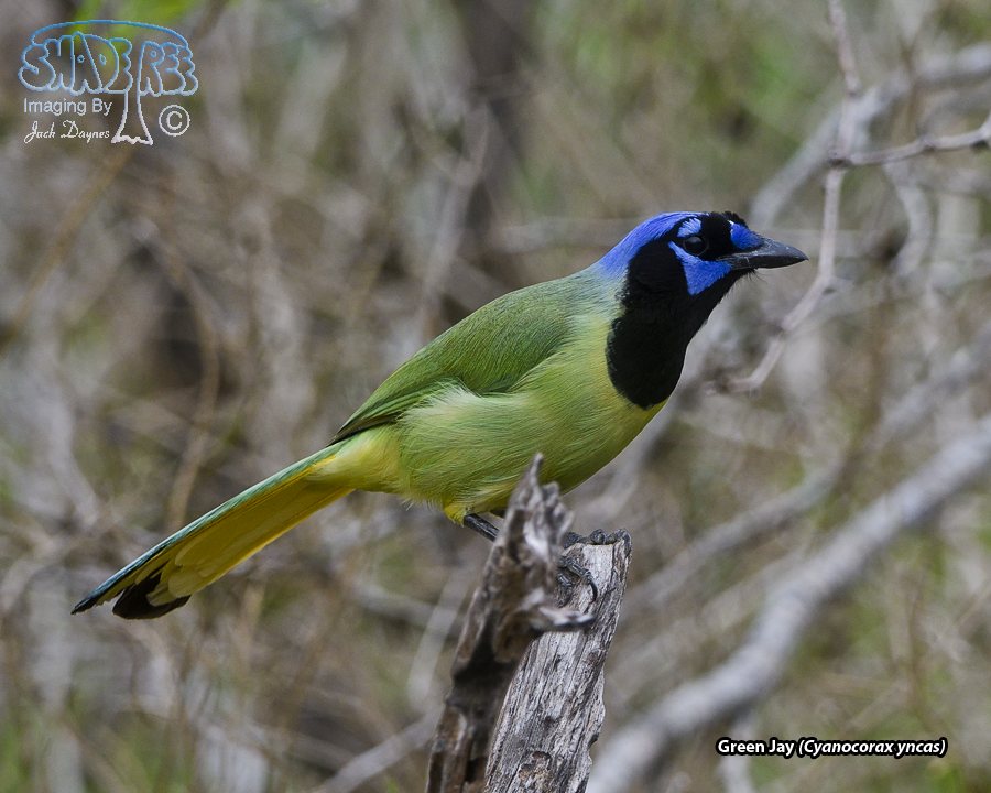 Green Jay - Cyanocorax yncas