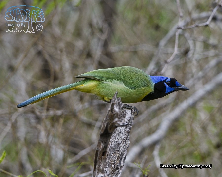 Green Jay - Cyanocorax yncas