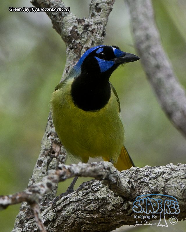 Green Jay - Cyanocorax yncas