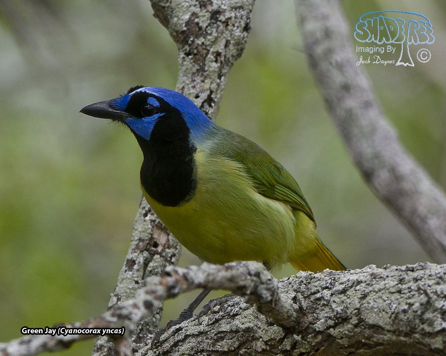 Green Jay - Cyanocorax yncas