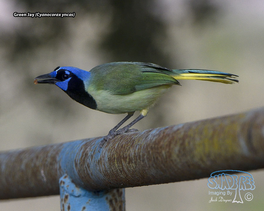 Green Jay - Cyanocorax yncas