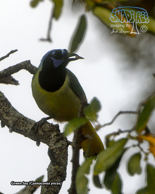 Green Jay - Cyanocorax yncas