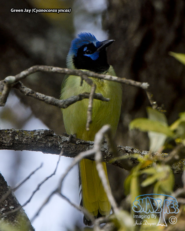 Green Jay - Cyanocorax yncas