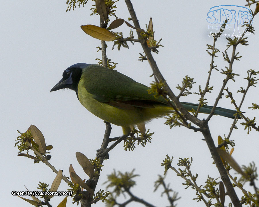 Green Jay - Cyanocorax yncas