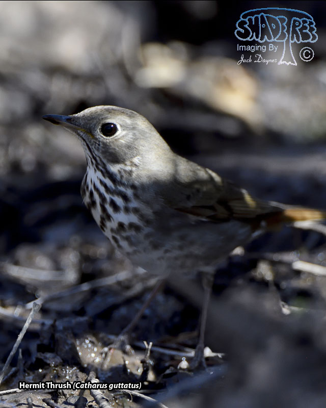 Hermit Thrush - Catharus guttatus
