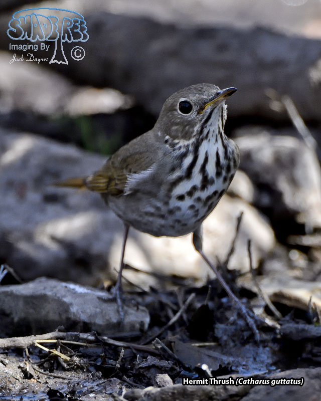 Hermit Thrush - Catharus guttatus
