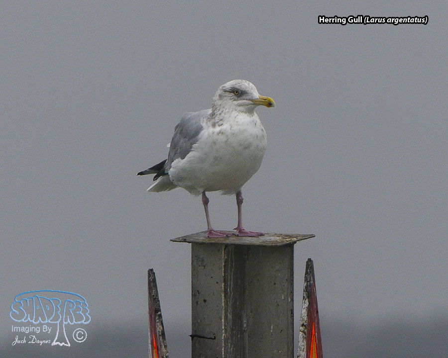 Herring Gull - Larus argentatus