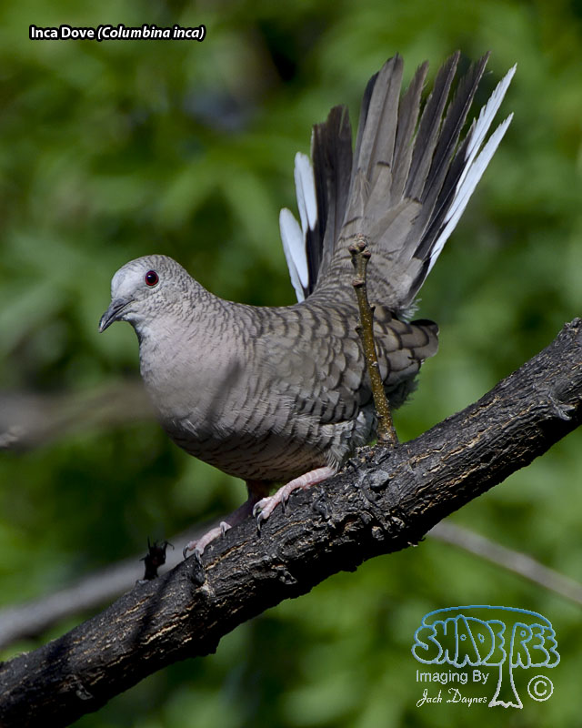Inca Dove - Columbina inca