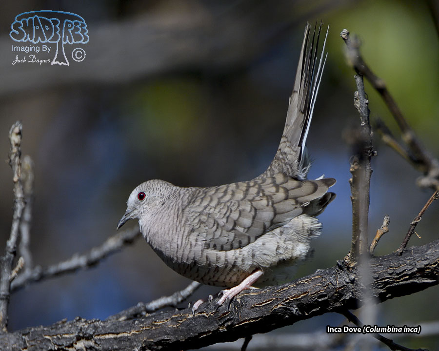 Inca Dove - Columbina inca