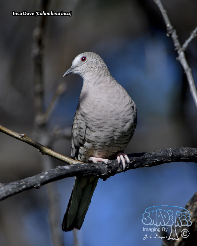Inca Dove - Columbina inca