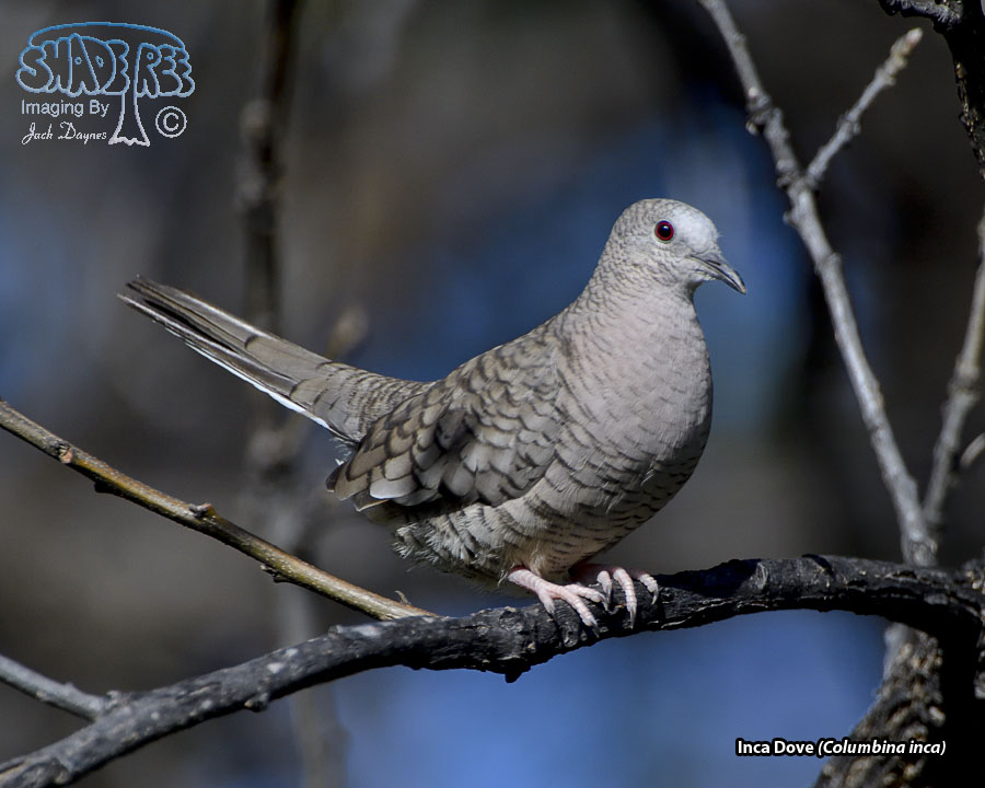 Inca Dove - Columbina inca