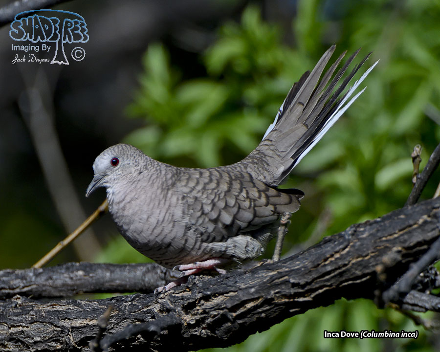 Inca Dove - Columbina inca