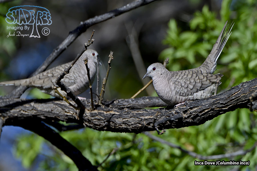Inca Dove - Columbina inca