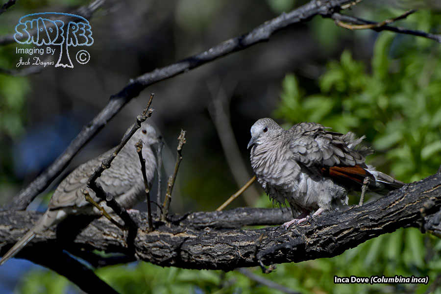 Inca Dove - Columbina inca