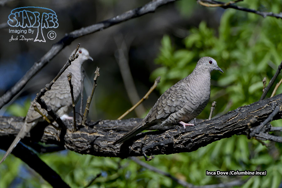 Inca Dove - Columbina inca