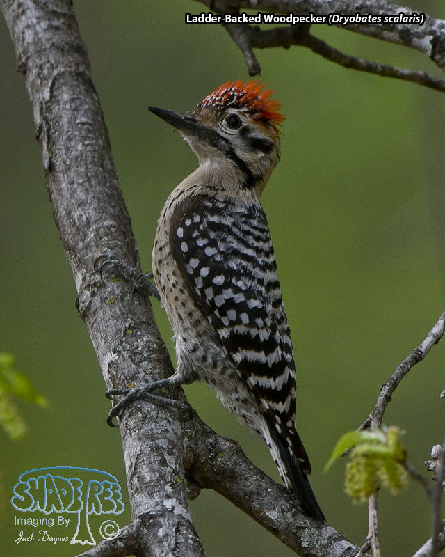 Ladder-Backed Woodpecker - Dryobates scalaris