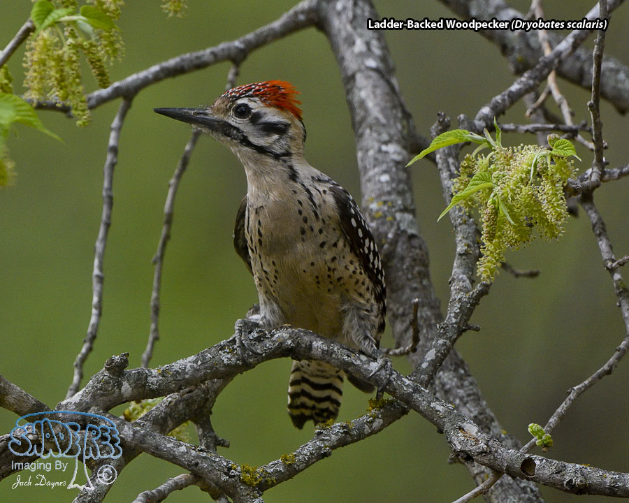 Ladder-Backed Woodpecker - Dryobates scalaris