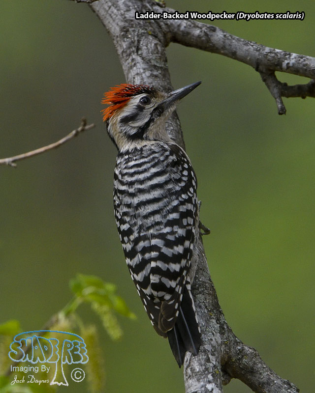 Ladder-Backed Woodpecker - Dryobates scalaris