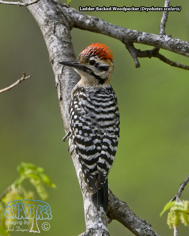 Ladder-Backed Woodpecker - Dryobates scalaris