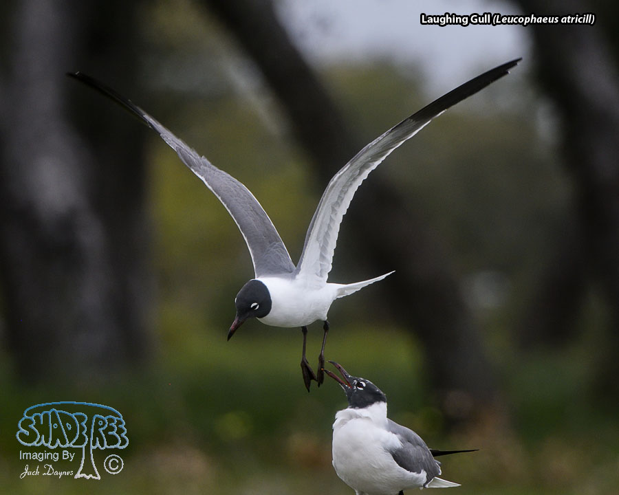 Laughing Gull - Leucophaeus atricill