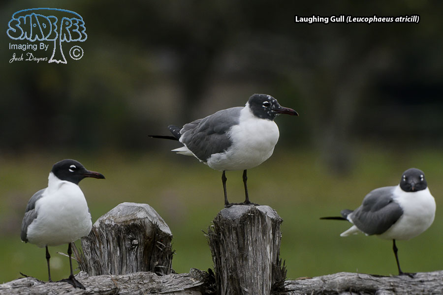 Laughing Gull - Leucophaeus atricill