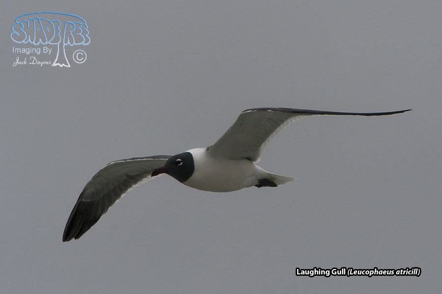 Laughing Gull - Leucophaeus atricill
