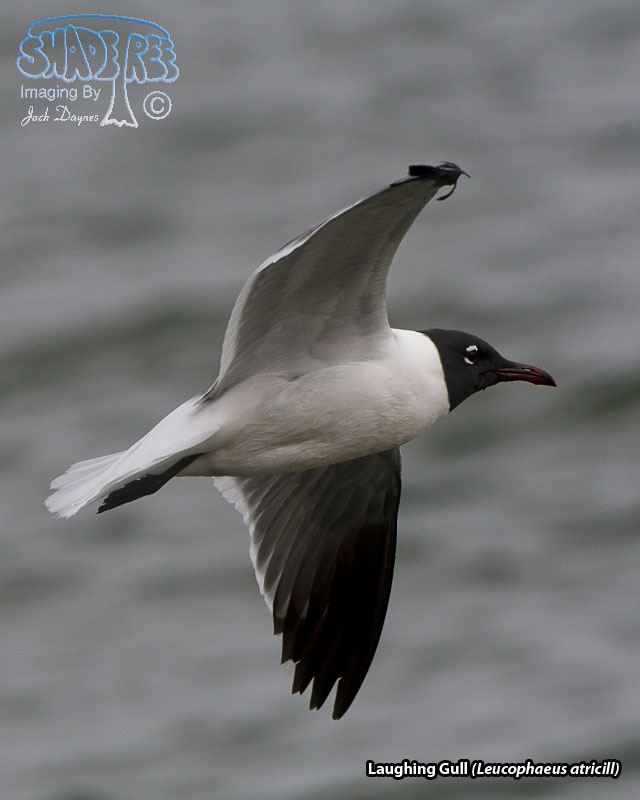Laughing Gull - Leucophaeus atricill