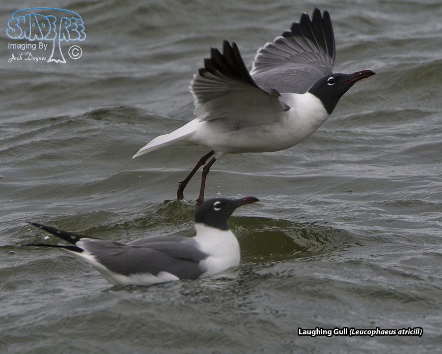 Laughing Gull - Leucophaeus atricill