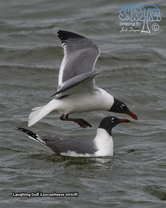 Laughing Gull - Leucophaeus atricill