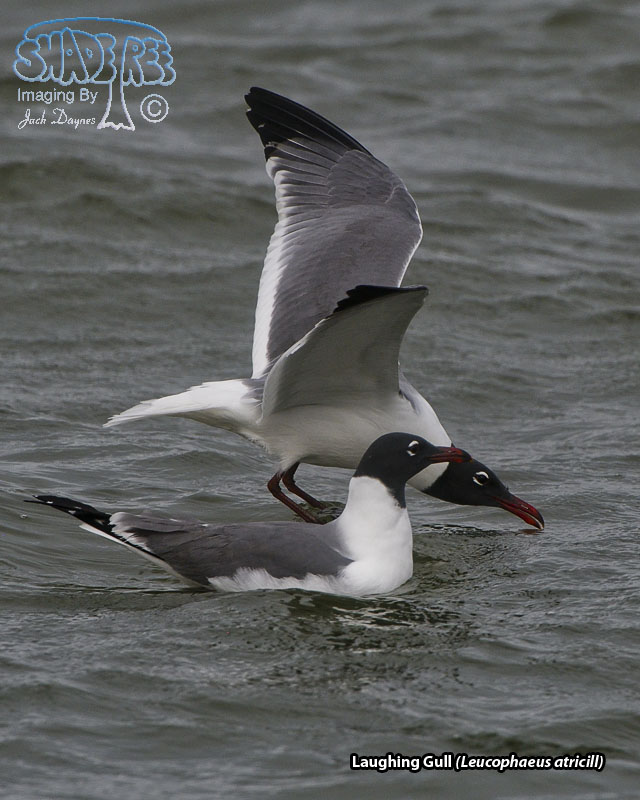 Laughing Gull - Leucophaeus atricill
