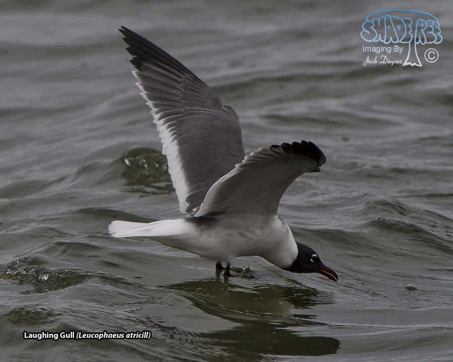 Laughing Gull - Leucophaeus atricill