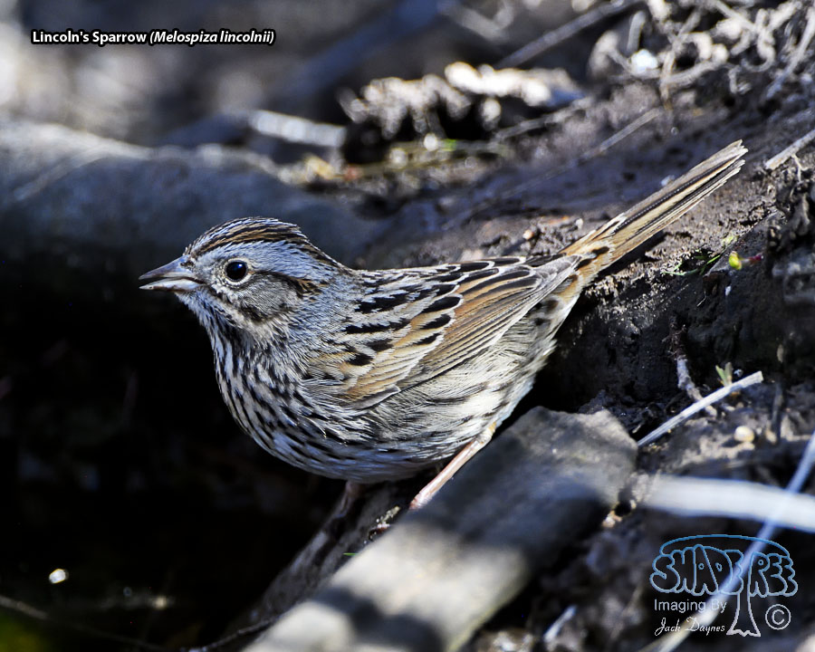 Lincoln's Sparrow - Melospiza lincolnii