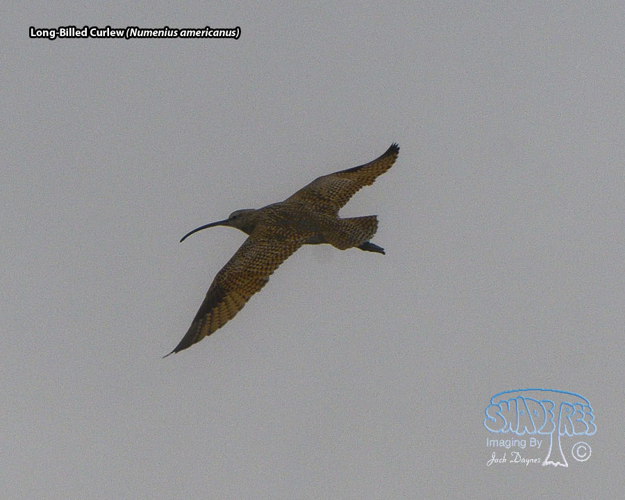 Long-Billed Curlew - Numenius americanus