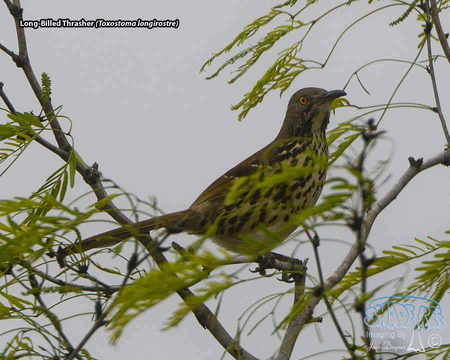 Long-Billed Thrasher - Toxostoma longirostre