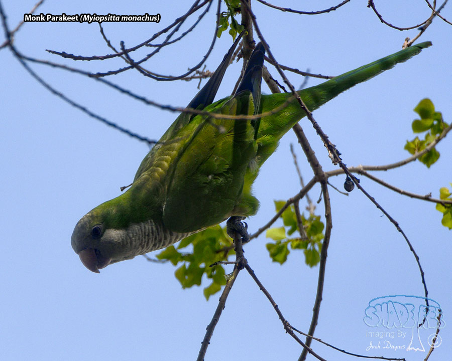 Monk Parakeet - Myiopsitta monachus