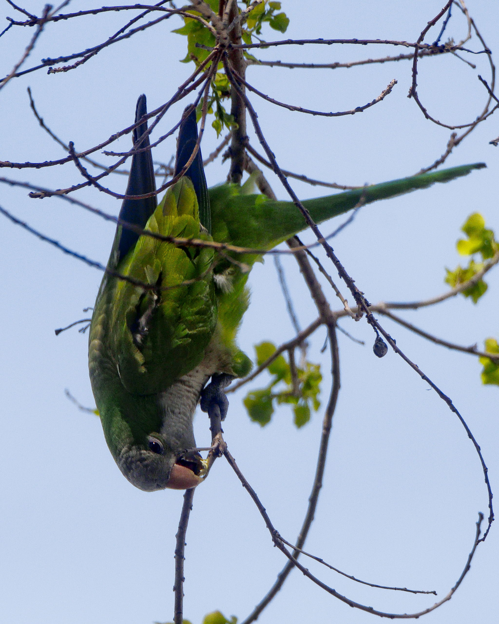 Monk Parakeet - Myiopsitta monachus