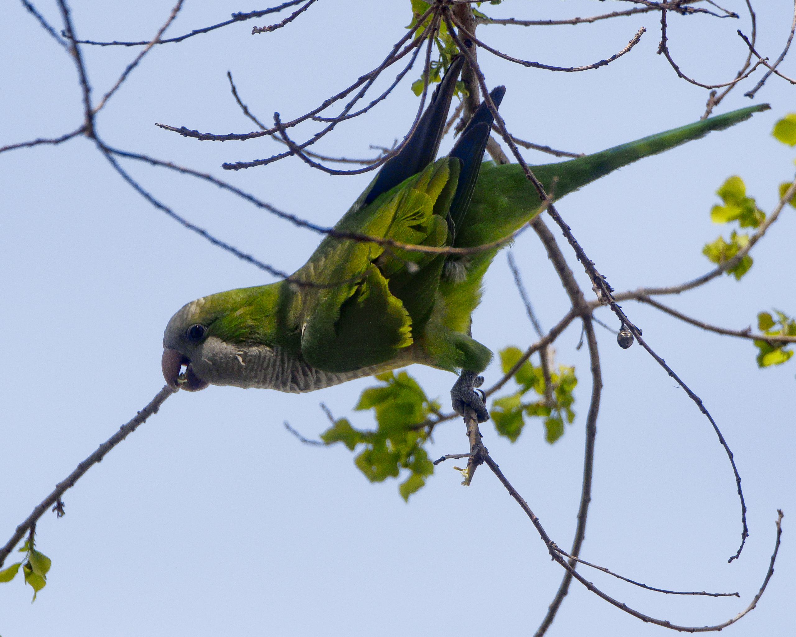 Monk Parakeet - Myiopsitta monachus
