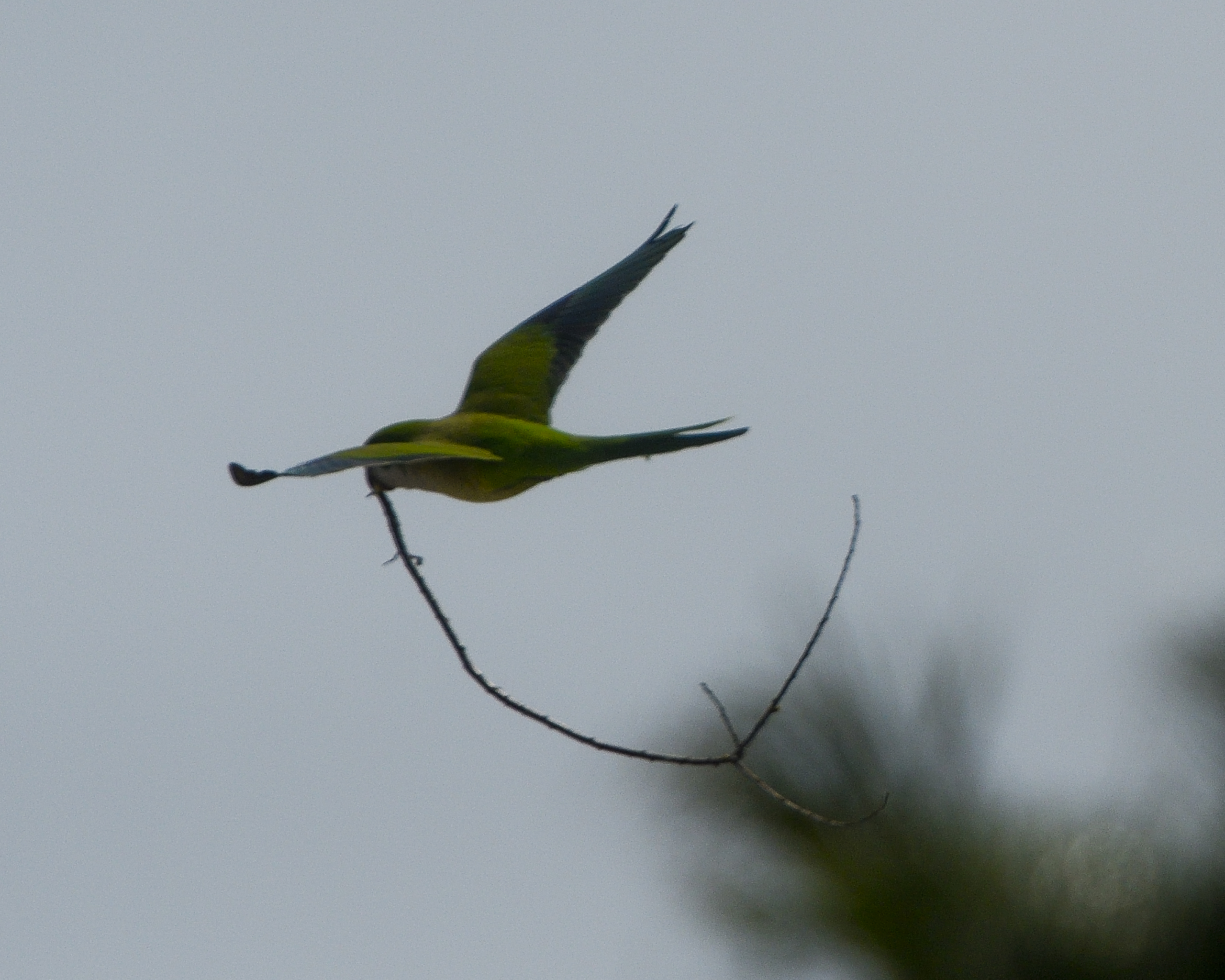 Monk Parakeet - Myiopsitta monachus
