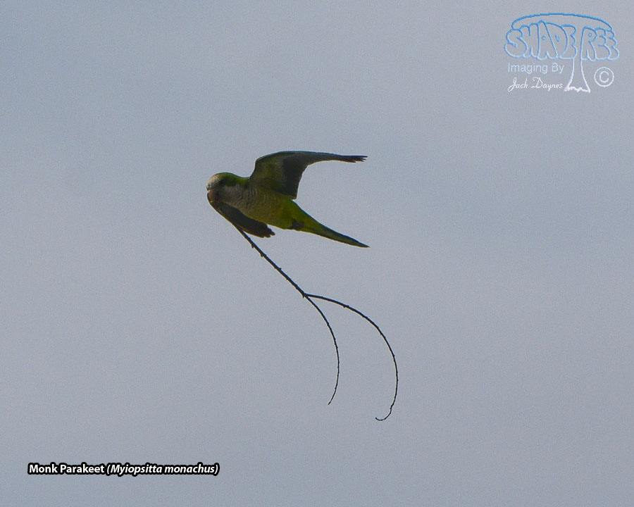 Monk Parakeet - Myiopsitta monachus