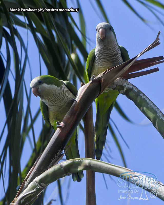 Monk Parakeet - Myiopsitta monachus