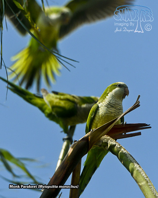 Monk Parakeet - Myiopsitta monachus
