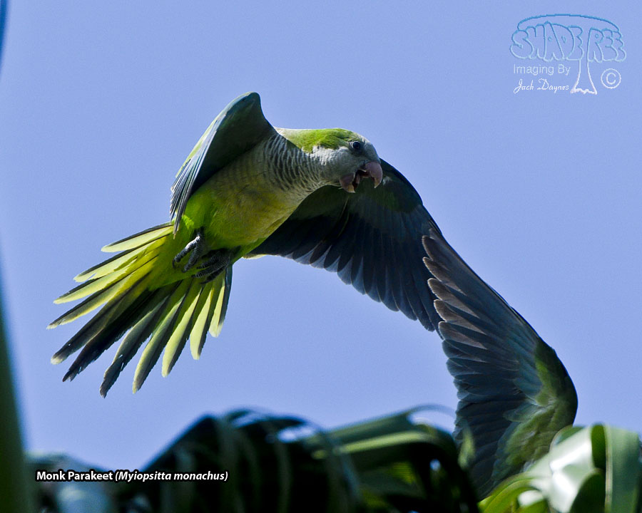 Monk Parakeet - Myiopsitta monachus