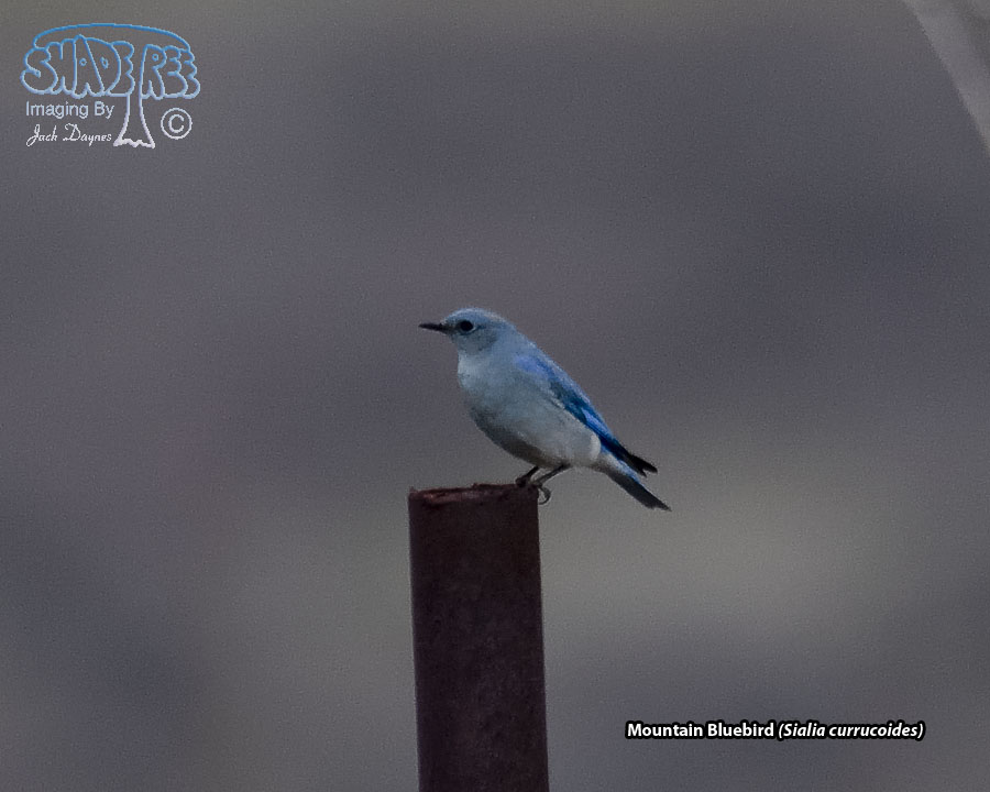 Mountain Bluebird - Sialia currucoides