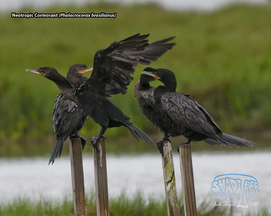Neotropic Cormorant - Phalacrocorax brasilianus