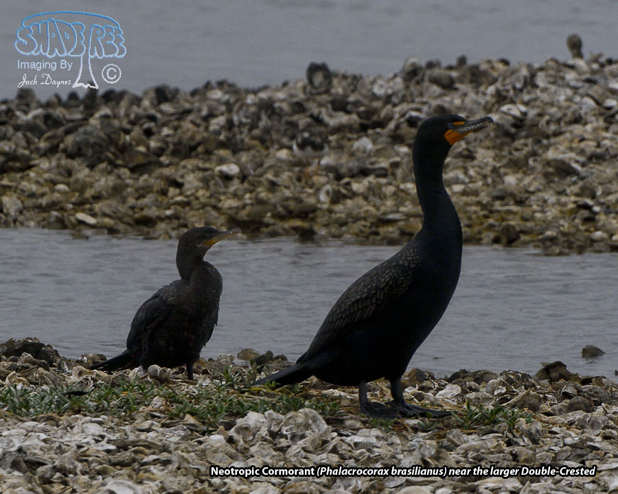 Neotropic Cormorant - Phalacrocorax brasilianus