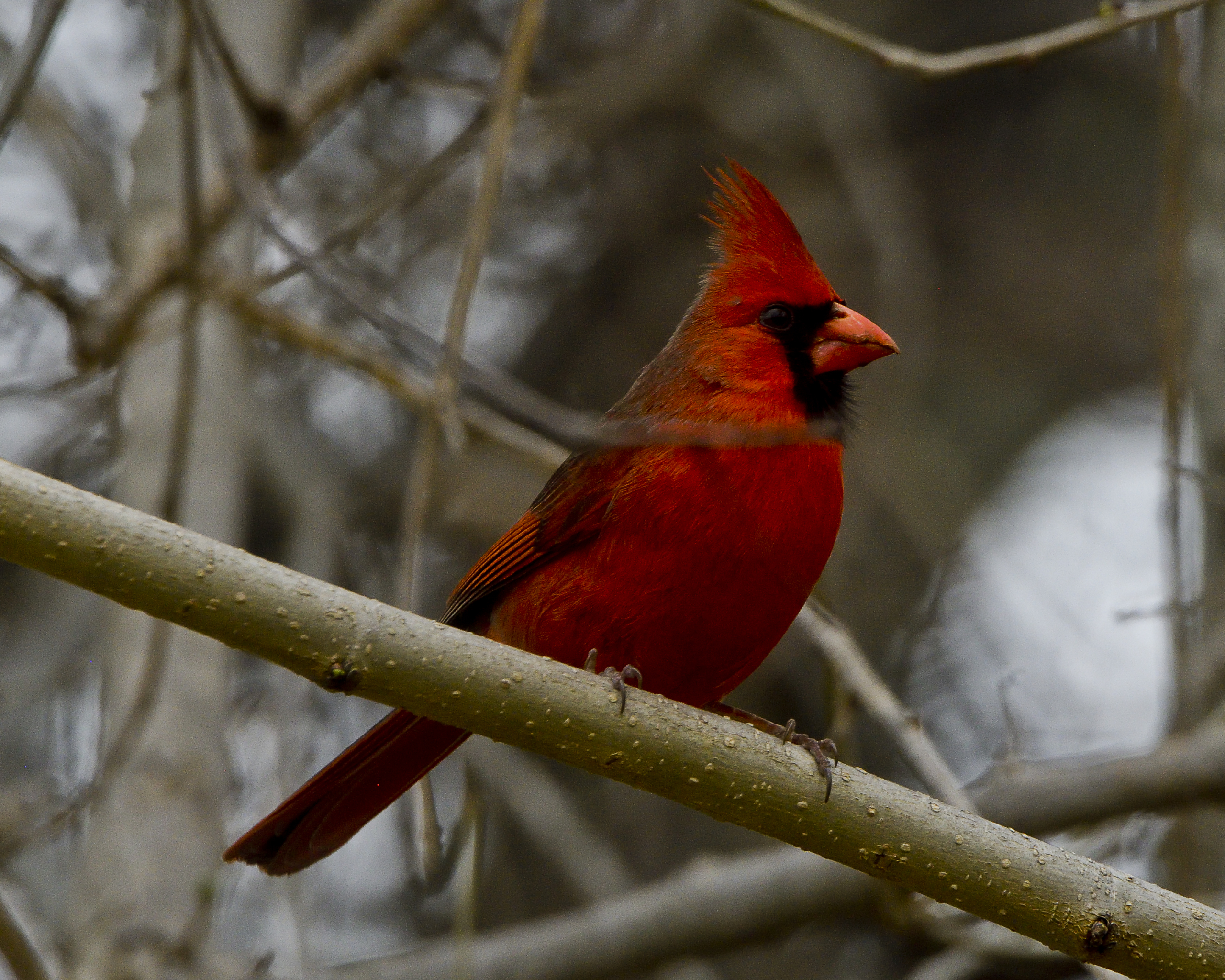 Northern Cardinal - Cardinalis cardinalis