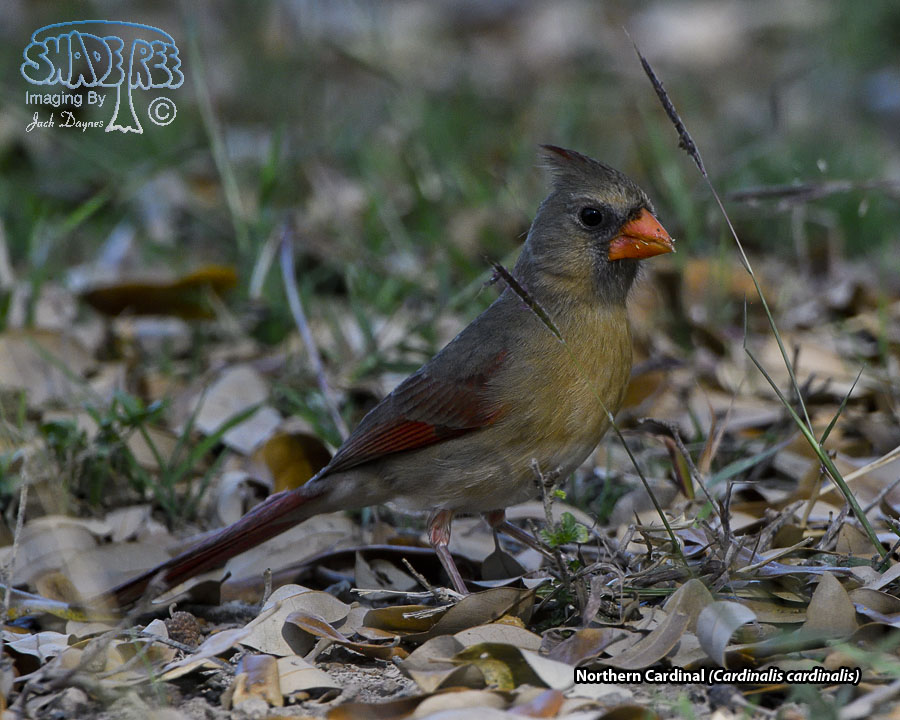 Northern Cardinal - Cardinalis cardinalis