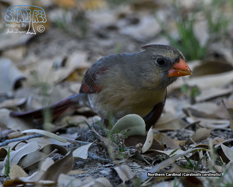 Northern Cardinal - Cardinalis cardinalis