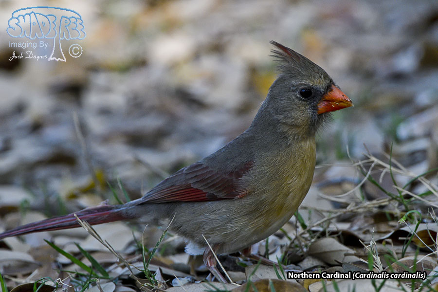 Northern Cardinal - Cardinalis cardinalis